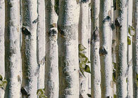 灰色の樺の木の家3dの壁紙/有毒な居間の壁紙熱絶縁材無し